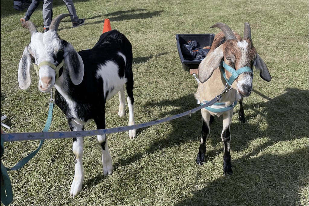 Event volunteer Brittany Abbott's goats, Tugboat and Turkey.