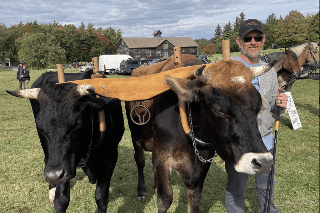 Forestry workshop volunteer Tom Jenkins with Rocky and Ranger, his oxen, at Draft Animal Power Field Days.
