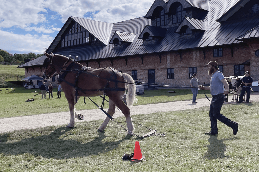 Volunteer John Smolinsky walking with Ted, his American Belgian draft horse.
